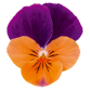 Viola Cornuta Admire "Orange Purple Wing" - во саксија Ø9/Ø10